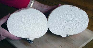 A fresh Giant puffball will be pure white inside and have a homogenous inner surface. 